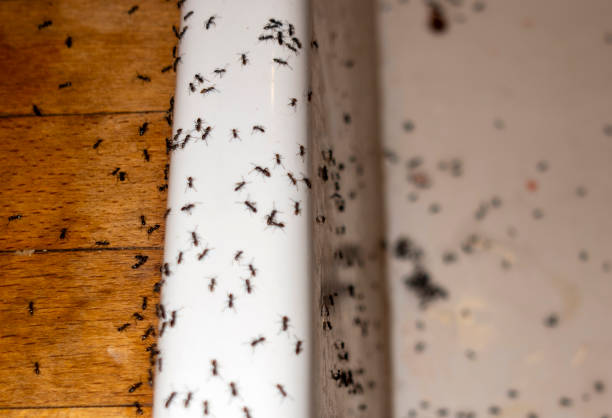 Pest Prevention Services in Michigan City, IN